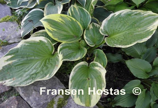 Hosta Frank Fetch